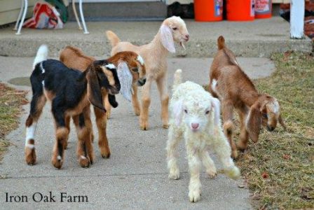 Goat Kids Galore Image